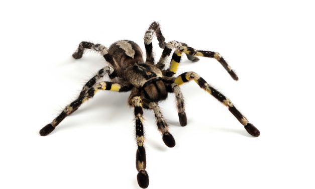 Congreso de ocho patas, Uruguay sede del congreso mundial de aracnología