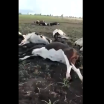 “Nunca se había registrado una muerte tan alta de animales” dijo especialista sobre muerte de 70 vacas en Salto