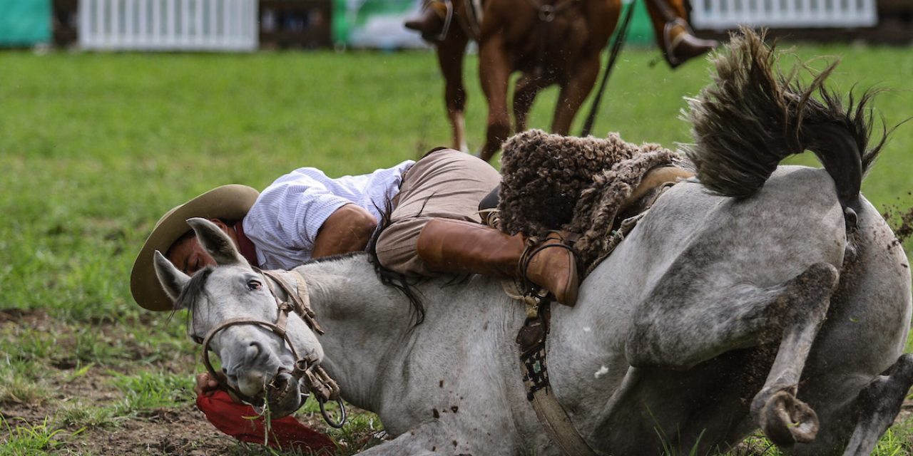 Representante de Plataforma Animalista dijo que “la única medida real es la suspensión de actividades” tras muerte de caballo