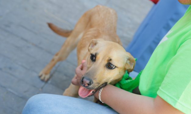 Uruguay tiene casi 2 millones de perros con dueños y unos 800.000 gatos