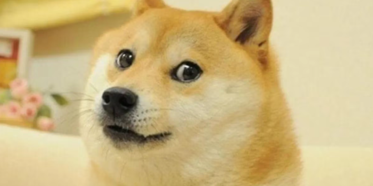 Elon Musk cambió el logo Twitter por la imagen de un perro meme