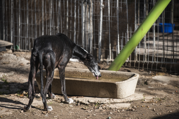 Intendencia comenzó a distribuir agua en refugios de animales