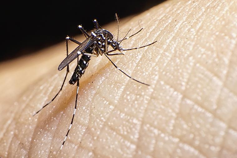 MSP detectó un caso de dengue autóctono; es el primero en tres años