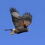 Incursión de aves rapaces en la ciudad, ¿a qué se debe la llegada de estos animales?