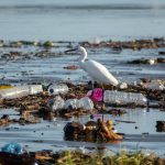 ¿Cómo nació el Día Mundial del Medio Ambiente? y ¿A qué estará dedicado este año?