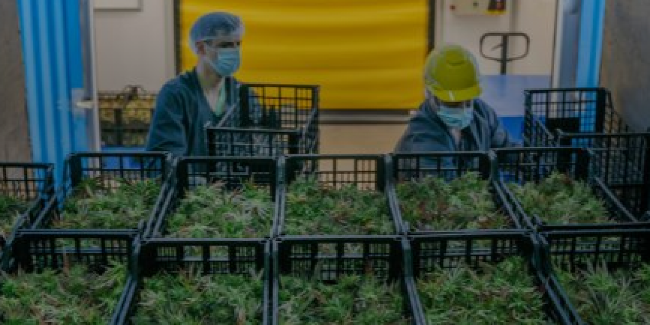 Empresas de Cannabis Medicinal denuncian fuerte caída de la industria y solicitan “apertura del mercado interno”