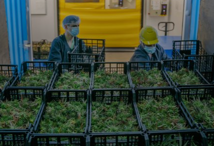 Empresas de Cannabis Medicinal denuncian fuerte caída de la industria y solicitan “apertura del mercado interno”