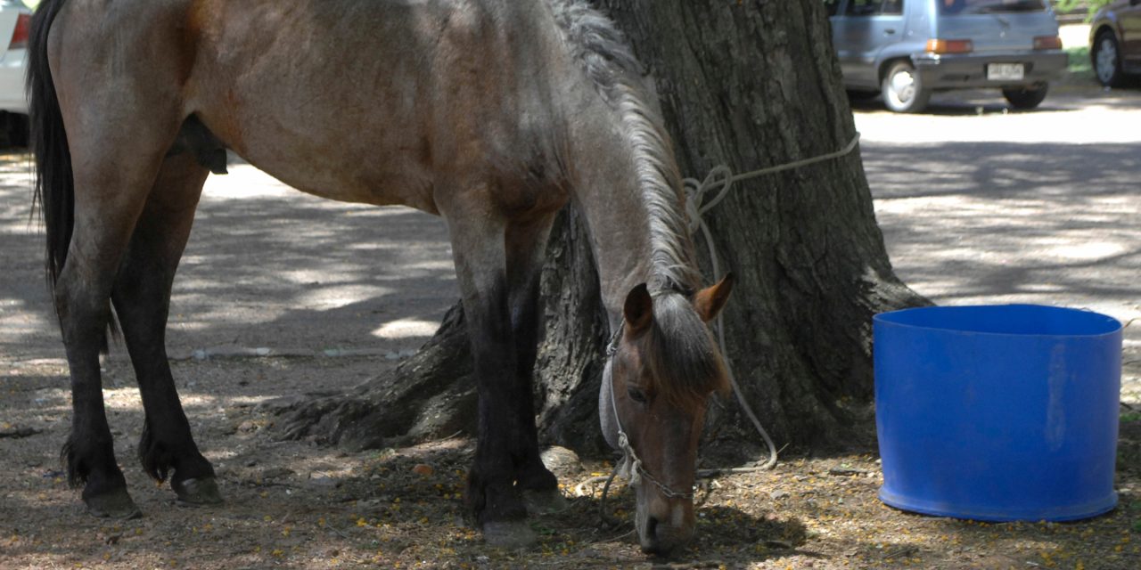 IMM tiene 25 caballos para dar en adopción y estos son los requisitos