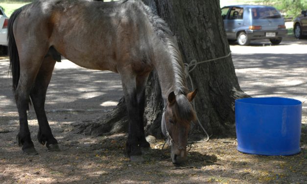 Encefalitis equina: entre diciembre y enero llegarán 40 mil vacunas a Uruguay