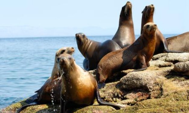 Uruguay sigue de cerca muerte de lobos marinos en Argentina por foco de gripe aviar