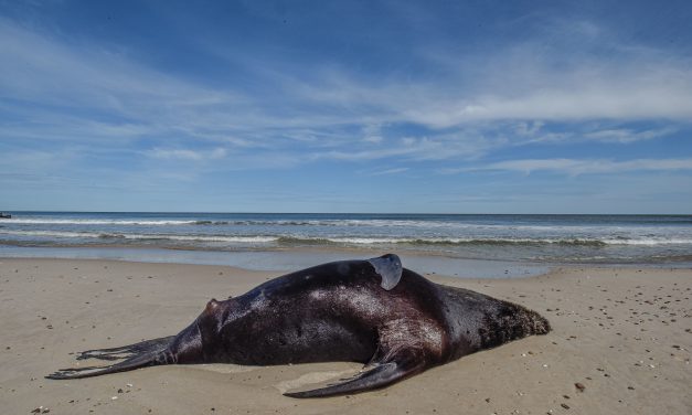 No hay pingüinos infectados de gripe aviar y se esperan este lunes resultados de los hisopados a lobos marinos muertos