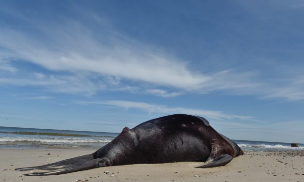 MSP, MGAP y Ambiente actualizan recomendaciones ante casos de gripe aviar en lobos marinos