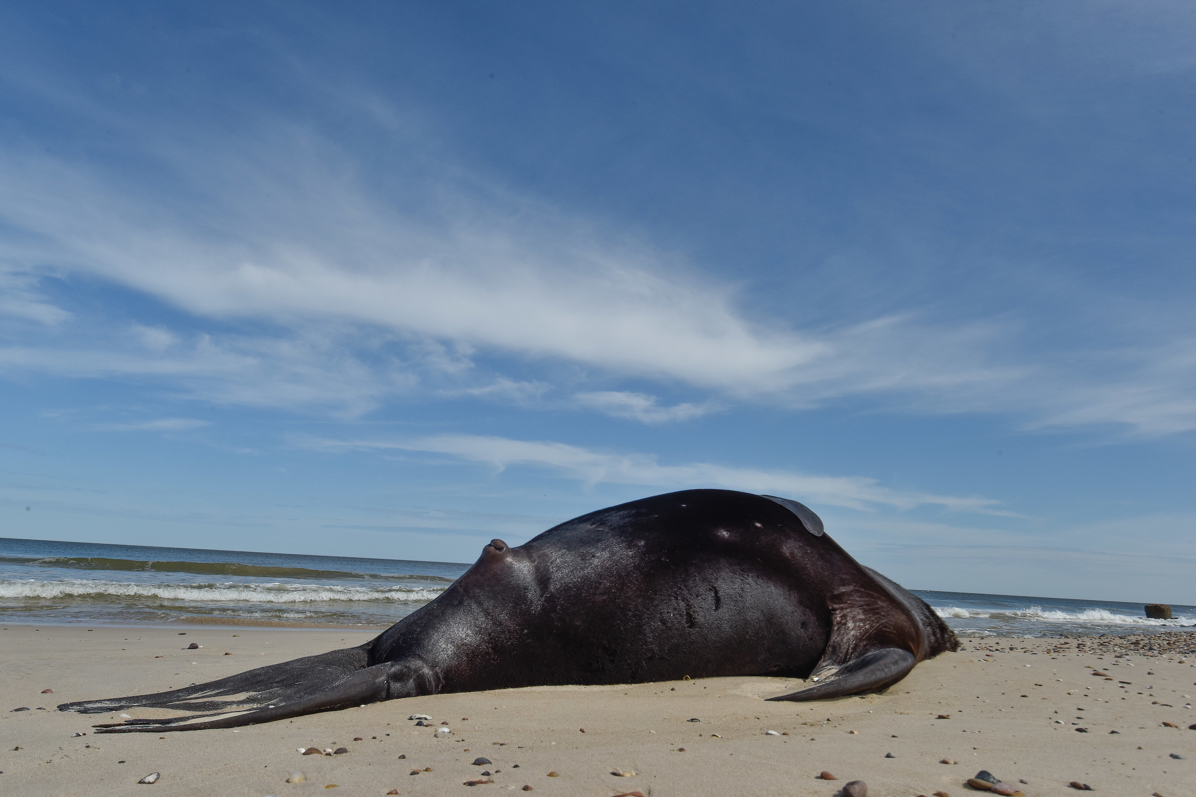 Latest advice from MSP, MGAP and Department for the Environment on cases of avian influenza in sea lions