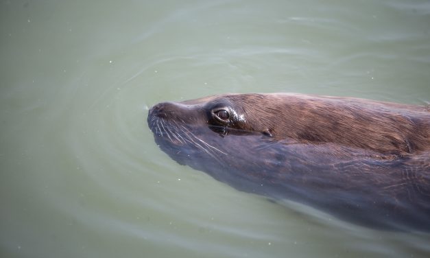 Tras nuevos casos de gripe aviar en lobos marinos, aseguran que “en los animales la enfermedad no tiene cura”