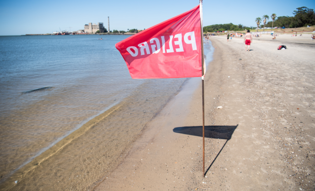 IM emitió recomendaciones ante caso de influenza aviar detectado en playa del Cerro