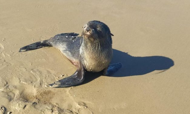 Tras casos sospechosos de gripe aviar en la costa, gobierno emitió recomendaciones para evitar contagios