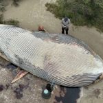 Ballena de 15 metros apareció en Colonia; estiman que no ocurría hace un siglo