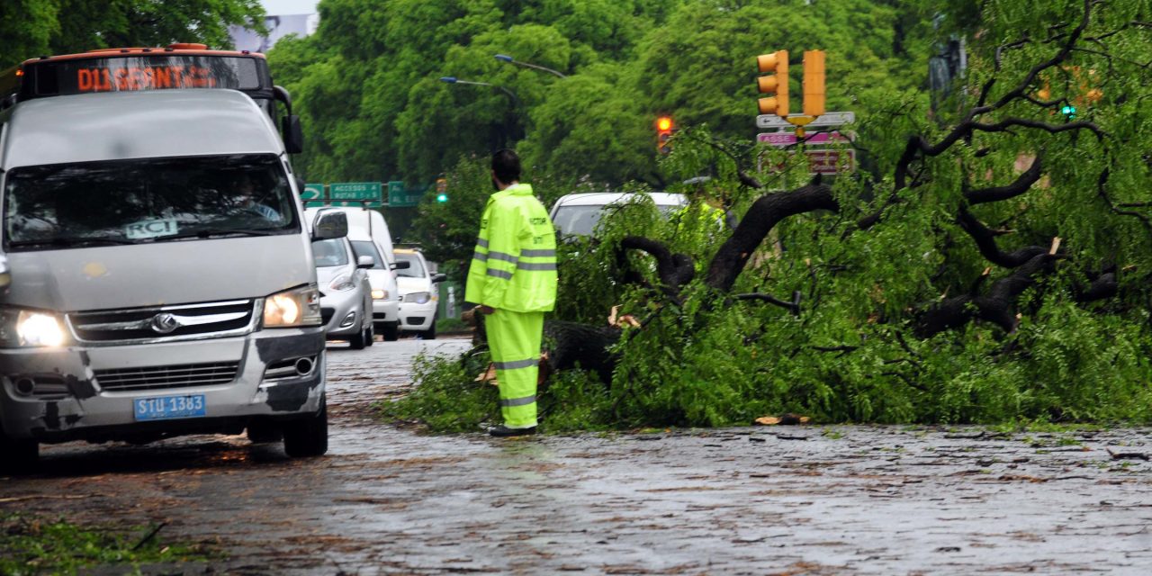 Temporal en Montevideo dejó 98 pedidos de asistencia por árboles caídos, voladuras y saneamiento