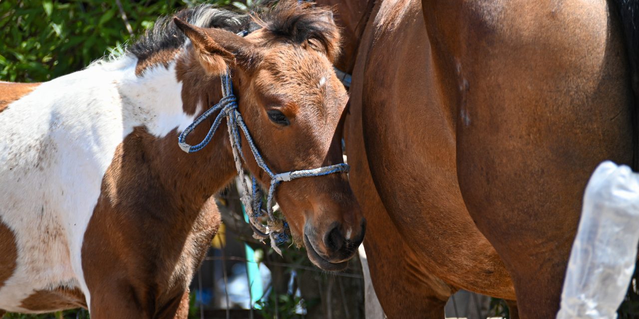 Ministerio de Ganadería confirmó primer caso de encefalitis en equinos