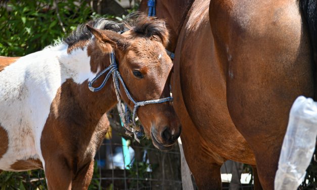 Vacunas para evitar enfermedad viral en caballos llegarán en 10 días