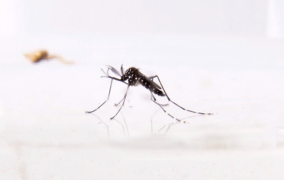 Se detectó un nuevo caso de dengue importado de Brasil