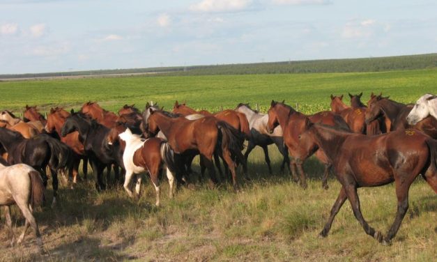Hay 46 casos positivos de encefalitis equina, mientras que 227 se recuperaron