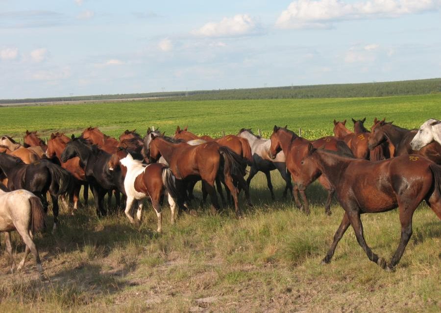 Hay 46 casos positivos de encefalitis equina, mientras que 227 se recuperaron