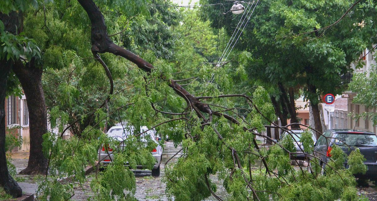 Tras caída de árboles y columnas por la tormenta la Intendencia de Montevideo activó protocolo