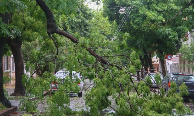 Tras caída de árboles y columnas por la tormenta la Intendencia de Montevideo activó protocolo