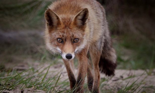 Una bebé fue atacada por un zorro que era criado por la familia de la menor en Melo