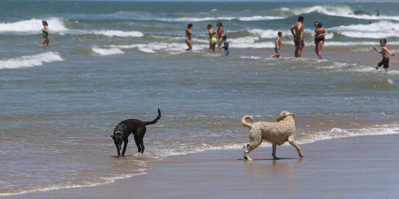 Armada recuerda que bajar con perros a la playa puede causar multa de $1.638