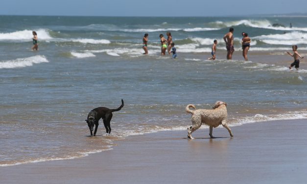 Armada recuerda que bajar con perros a la playa puede causar multa de $1.638