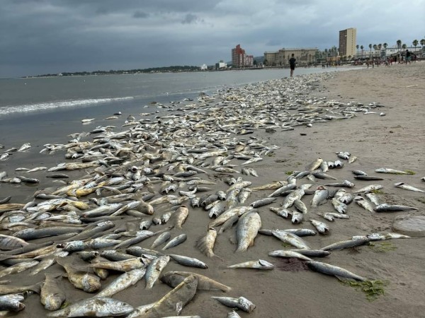 MGAP estudia aparición de peces muertos en playa de Maldonado y recomienda no ingerir