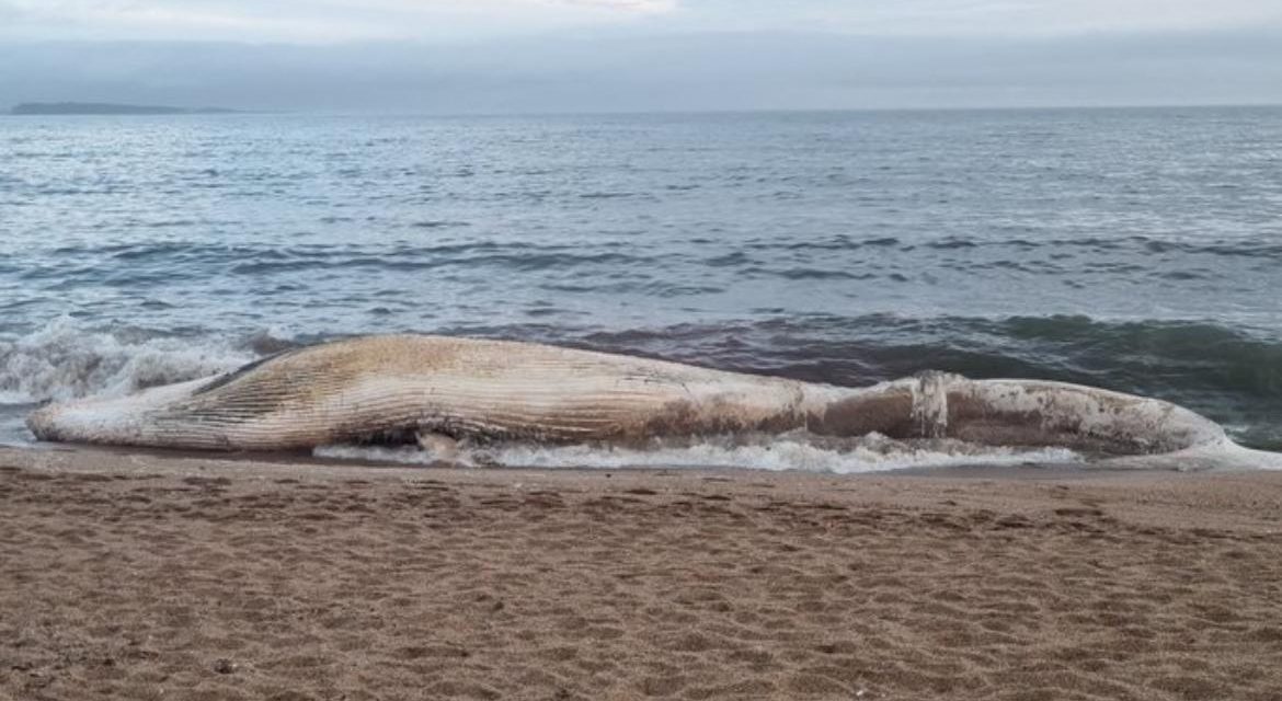 Maldonado: apareció una ballena muerta de 15 metros en la costa