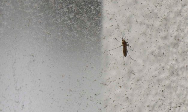 MSP confirmó tercer caso de dengue autóctono y un caso de zika importado