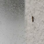 Detectaron 32 nuevos casos de dengue en el país; hay dos personas en cti y se investiga un segundo fallecimiento
