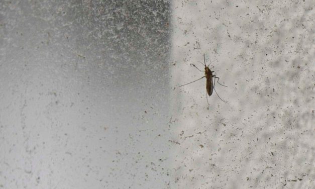 MSP confirmó el segundo caso de dengue autóctono