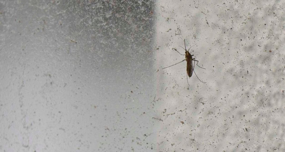 Se detectó el primer caso de dengue en Cerro Largo