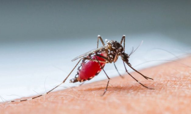 Dengue en Argentina ya provocó más de 160 fallecimientos y 180 mil casos