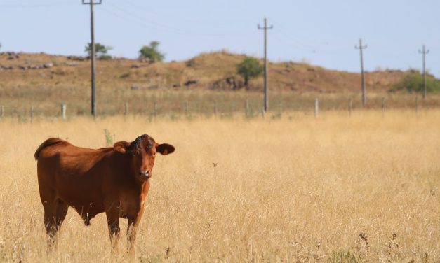 Ausentismo en la industria cárnica se debe “al destajo, hace pedazos a los trabajadores a largo tiempo”, dijo presidente del sindicato de la carne