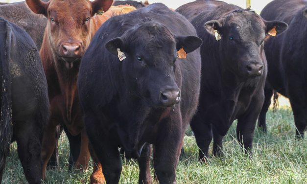 Uruguay suspendió importación de productos de origen animal desde Alemania e Israel por brote de fiebre aftosa