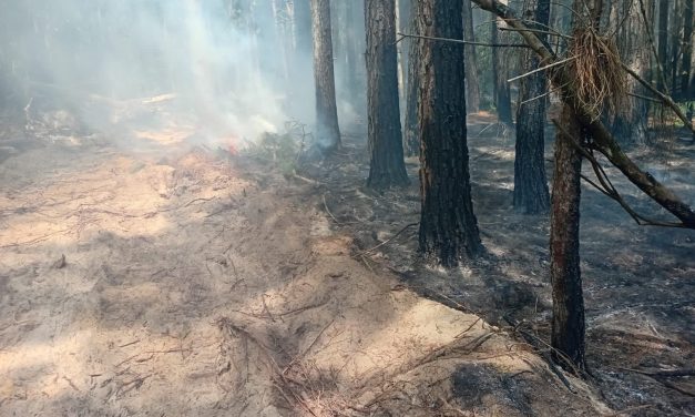 Incendio forestal en Rocha está controlado, pero los bomberos siguen en la zona para su extinción definitiva